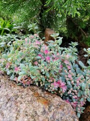 beautiful low Sedum with turquoise and blue leaves and small pink flowers. Alpine plant on a rockery flowerbed. Flower Wallpaper