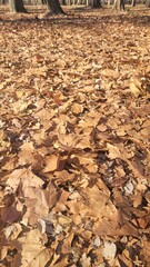 枯葉・絨毯・日本の冬・落ち葉／Dead leaves, carpet, winter in Japan・Fallen leaves・defoliation／고바 · 카펫 · 일본의 겨울・낙엽