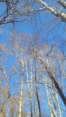 冬の枯れ木・冬の青空／Winter dead tree/winter blue sky／겨울의 죽은 나무·겨울의 푸른 하늘/