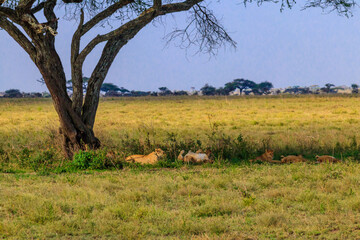 Pride of lions (Panthera leo) under a tree in savannah in Serengeti national park, Tanzania