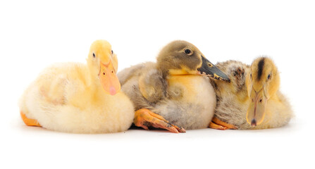 Three cute duckling.