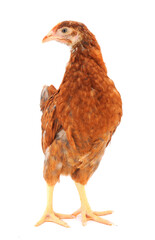Brown hen isolated.
