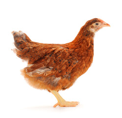 Brown hen isolated.
