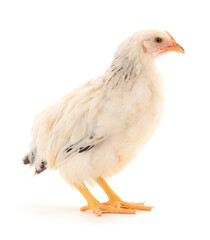White hen isolated.