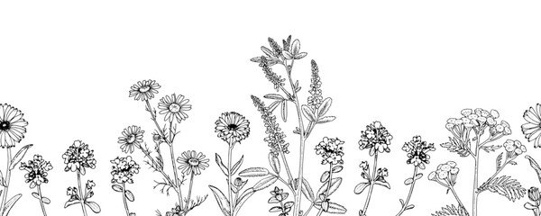 Flower Vector border. Outline illustration of plants. Hand drawn medicinal Herbs. Black line art of officinalis wildflowers and leaves. Linear drawing with white background. Seamless botanical pattern - obrazy, fototapety, plakaty
