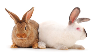 Two rabbits isolated.