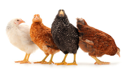Four hens isolated.