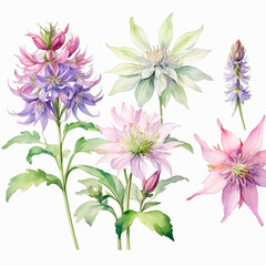 set of watercolor painted flowers