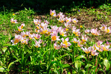Wild tulips (Tulipa Bakeri Lilac Wonder) in a garden