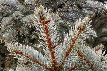 Beautiful Silver Fir Tree Branches with Raindrops