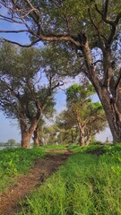 Tree on the small footpath in the middle of fish pool during sunny day