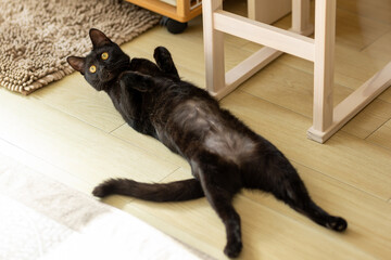 伸びきった猫