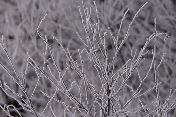 枝に付着した霧氷