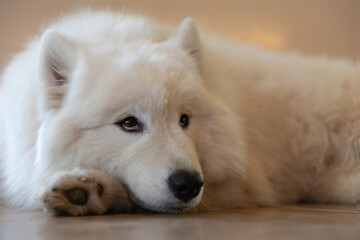 Obraz premium White Samoyed dog crouching and looking at focus