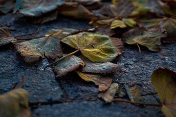 autumn leaves on stone