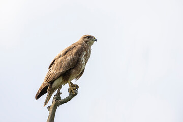 Young buzzard sitting on dead tree at sunset and looking for prey