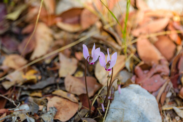Blooming wild cyclamen flowers in a forest