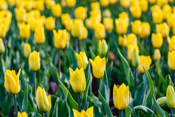 Blooming tulips in flower bed at the city park