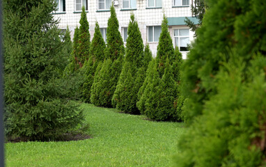 White Cedar Tree Thuja in a small garden. Two Arborvitae Emerald as an accent in the garden design....