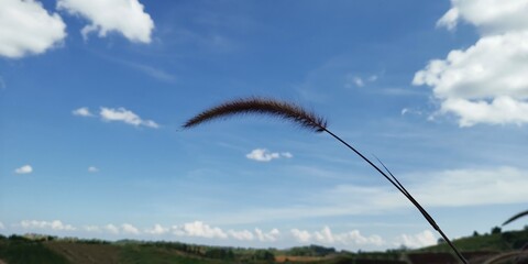A single grass flower with a background of a bright blue sky and white clouds.