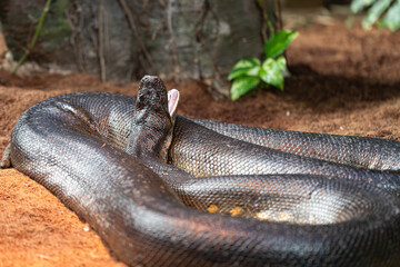 Encounter a formidable serpent, its dark coils showcasing a wide-open mouth with pink interior and gleaming white fangs. A terrifying yet captivating display of nature's power