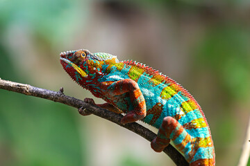 Vibrant Rainbow Chameleon on Blurred Natural Background