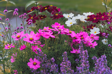 Kwiaty onętka. Ogród kwietny pełen kwiatów. Kwiaty w ogrodzie. Ogrodowa inspiracja. Różowe kwiaty. Kwiaty na łąkę kwietną. Kwiaty do ogrodu.  - obrazy, fototapety, plakaty