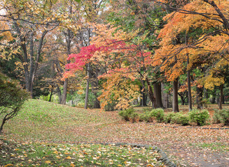 Beautiful view of the autumn leaves in the park. Nakajima park, Sapporo, Hokkaido, Japan. - 704300273