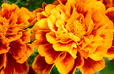 Close up view of cultivated tagetes or marigold flower native to Mexico of red, orange and yellow color with green pinnate leaves used as food colour, culinary herb and for ornamentation purposes