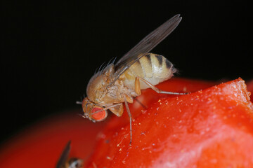Cherry drosophila called also  spotted-wing drosophila (Drosophila suzukii). Economically important pest of various fruits. A female on an infested tomato plant in the garden.