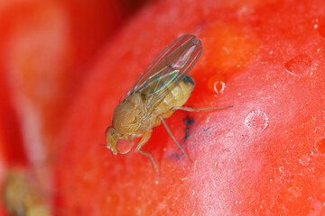 Cherry drosophila called also  spotted-wing drosophila (Drosophila suzukii). Economically important...