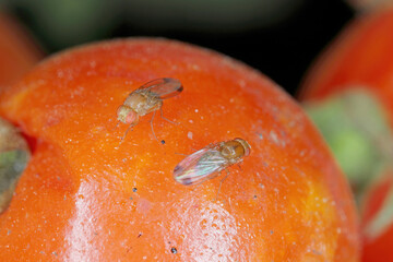 Cherry drosophila called also  spotted-wing drosophila (Drosophila suzukii). Economically important...