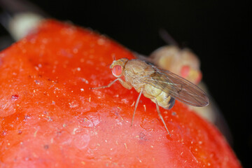 Cherry drosophila called also  spotted-wing drosophila (Drosophila suzukii). Economically important...