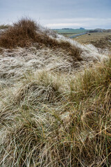 Beautiful Winter landscape of rare frozen frsoty grass on sand dunes on Northumberland beach in Northern England