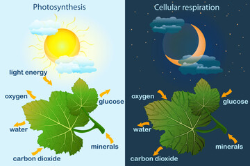 Photosynthesis diagram. Process of plant produce oxygen. Photosynthesis process labelled. Science education botany poster. Photosynthesis process poster with plant, text and arrows.Vector illustration