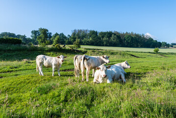 Rural landscape with cows in a German countryside