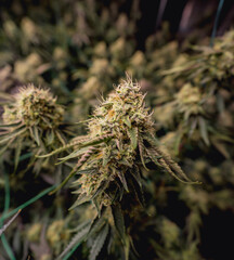 Premium cannabis plants in a greenhouse ready for harvest.