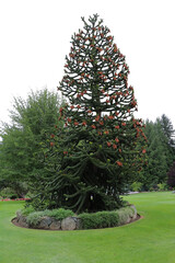 Christmas tree covered with stunningly thick needles. and decoration