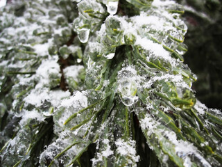 Green leaves in an ice crust