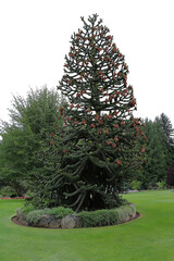 A noble araucaria covered with stunningly thick needles. and flowers in the Butchart Garden