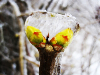 Icy rain wrapped the rosebuds