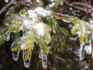 In the garden, the leaves are covered with an ice crust