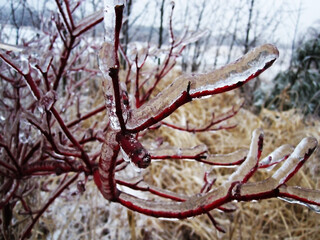 Red branches covered with ice look fantastic