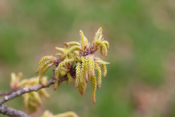 Quercus variabilis develops catkin inflorescence in the spring. Flowering of oak, catkins and buds in April, selective focus.