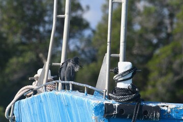 A black heron with ruffled feathers is standing in profile on the prow of a blue boat. A metal railing is behind it, and coiled ropes bedside it.