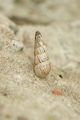 Vertical closeup on a pointed snail, Cochlicella acuta, sitting on a stone