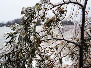The branches of the mountain ash bent under the weight of the ice.