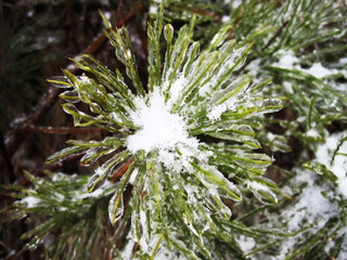 The leaf of the plant covered with ice looks fantastic