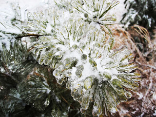 The icy rain turned the plant into a crystal vase.