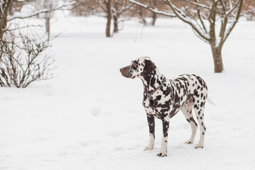 The dog breed Dalmatians in winter, the snow stands and looks beautiful. lovely dalmatian dog. Portrait of a pretty male dog in winter outdoors